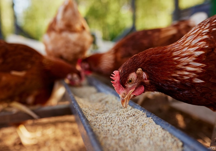 خوراک با کیفیت، کلید بهره وری در پرورش دام و طیور و آبزیان